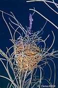 Astrophyton-muricatum-Pseudopterogorgia americana Bonaire 1000steps-9m-20180222-Denis-ADER-DSC_7495_tn
